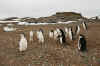 Антарктика-4пингвины 01.2003г Чумач