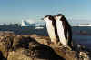 Антарктика-23пингвины 01.2003г Чумач