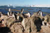 Антарктика-30пингвины 01.2003г Чумач