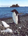 Антарктика-44пингвин 01.2003г Чумач