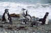 Антарктика-49пингвины 01.2003г Чумач