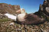 Антарктика гигантский альбатрос  01.2003г Чумач