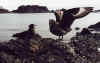 Антарктика о.Кинг Джордж поморники с птенцами 2003г Чумач