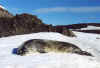 Антарктика тюлень Уэдделла-2  01.2003г Чумач