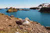 Антарктика.Гнездо с видом на Пролив Дрейка  01.2003г Чумач