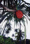 Малайзия фрукт 2002г Чумач