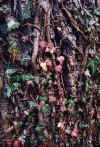 листья Ялта 1998г Чумач